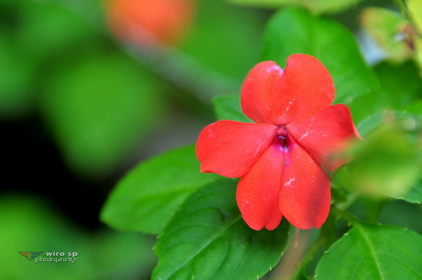 Bunga 02_Resize